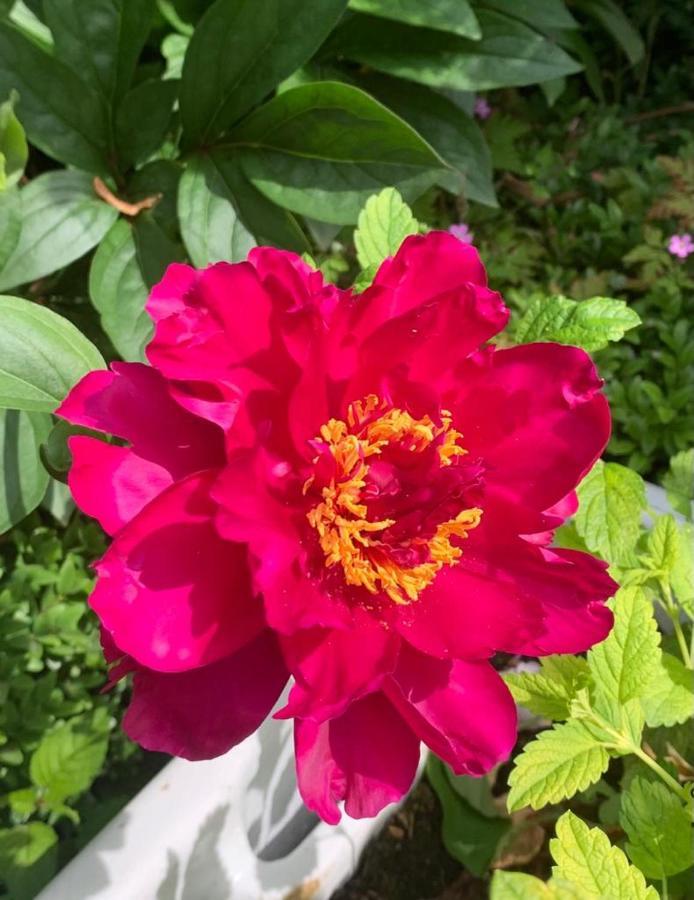 Parsnips House Bnb Glastonbury Ngoại thất bức ảnh